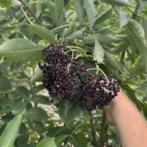 Photo of dark purple elderberry berries