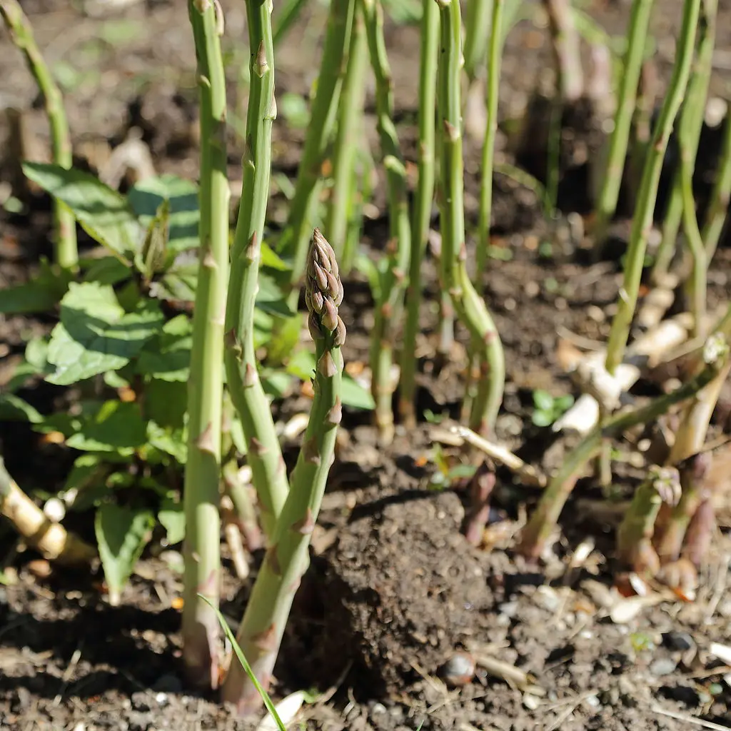 Photo of asparagus growing in the ground from CT Johansson from Wikimedia Commons