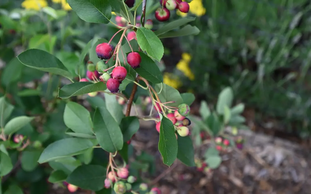 Serviceberries