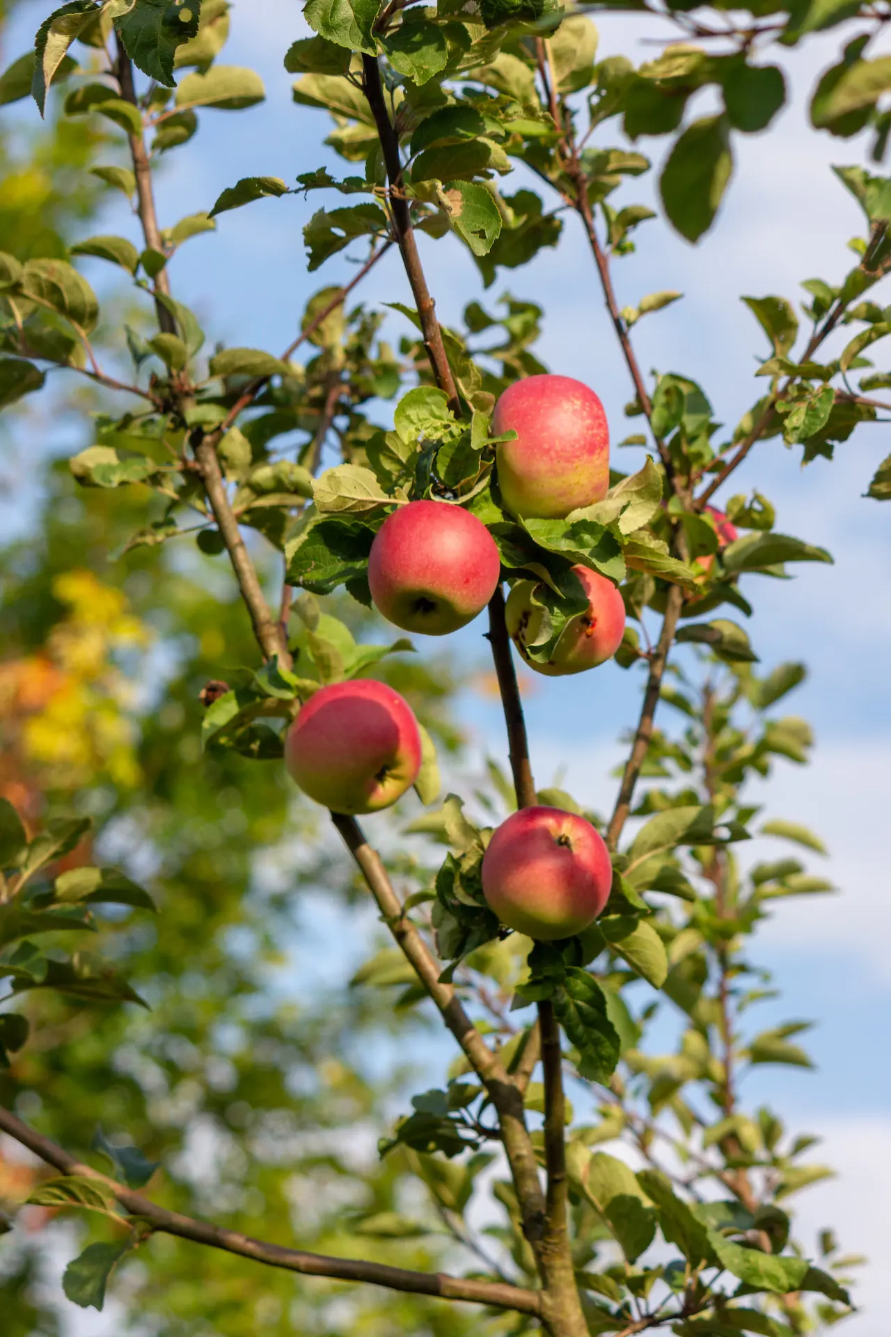 Photo of apples growing on a tree from Alexander Paramonov from Pexels