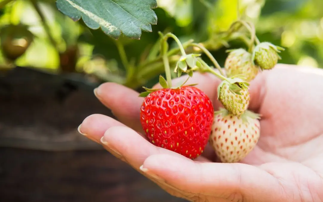 Strawberries