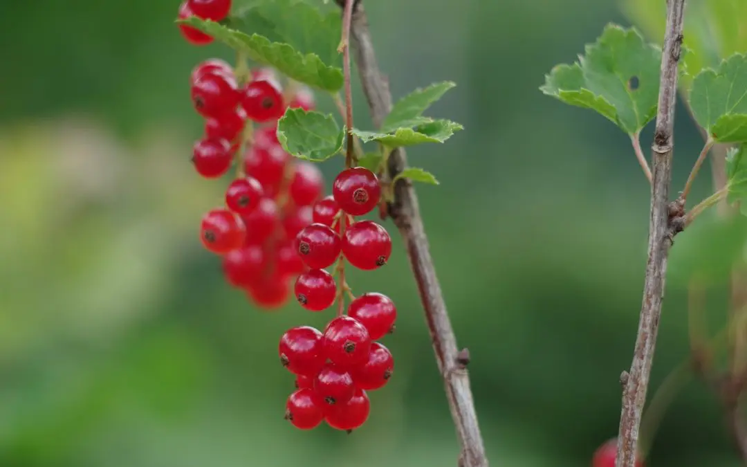 Currants