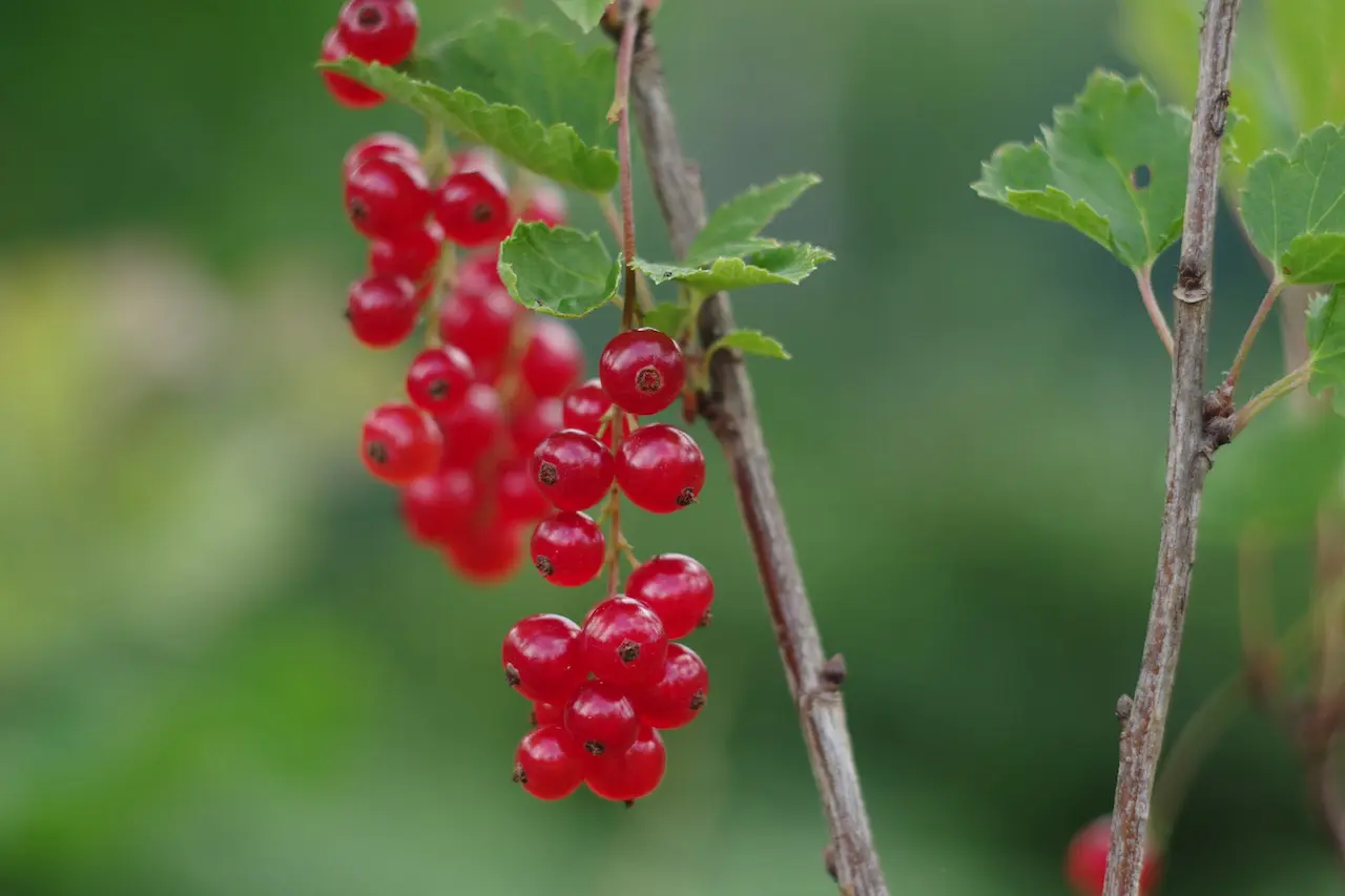 Photo of red currants by Андрей Архипов on Pexels