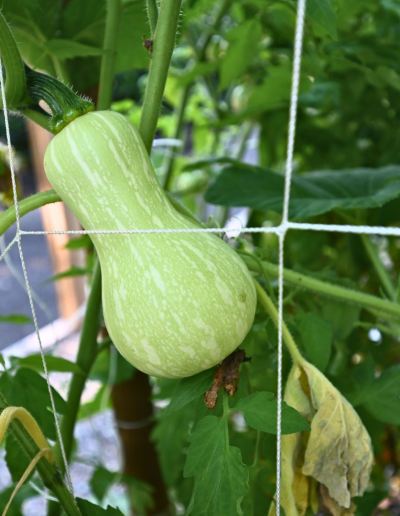 Unripe squash