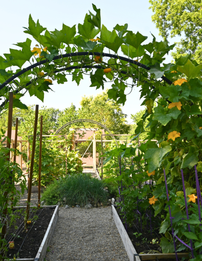 Moon gate trellis covered in squash vines