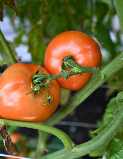 Round red tomatoes on the vine