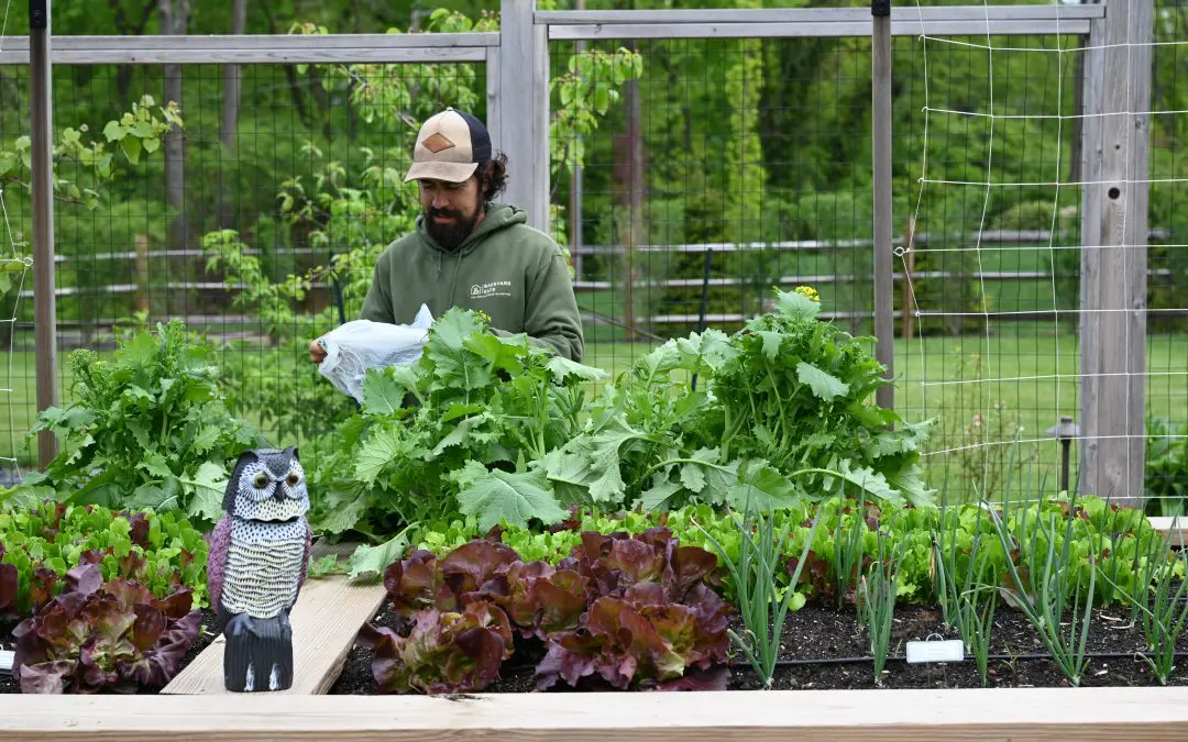 Choosing a Weed Killer Spray: Horticultural Vinegar versus Round-Up