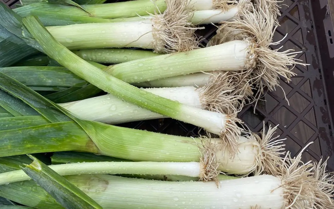 Vegan French-Style Braised Leeks