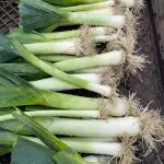 Photo of freshly washed leeks from Andrew Gaertner from Pexels