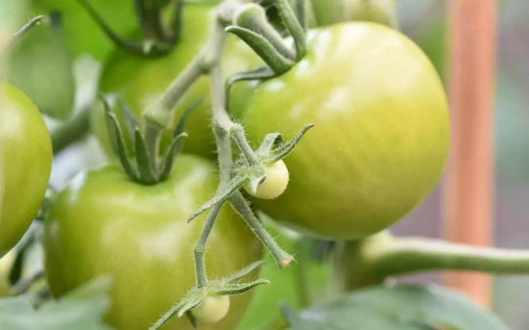 Quick and Easy Pickled Green Tomatoes