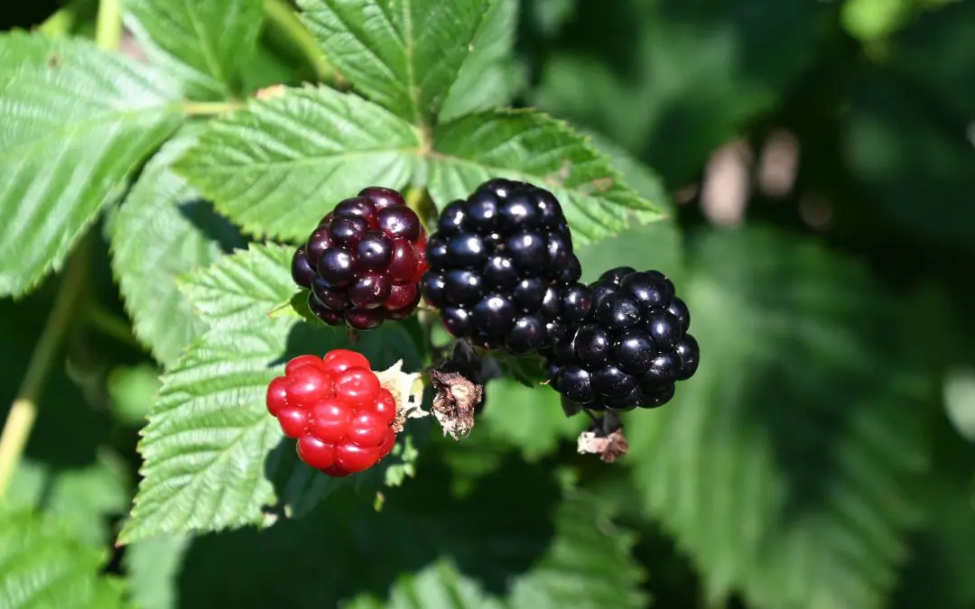 Blackberries