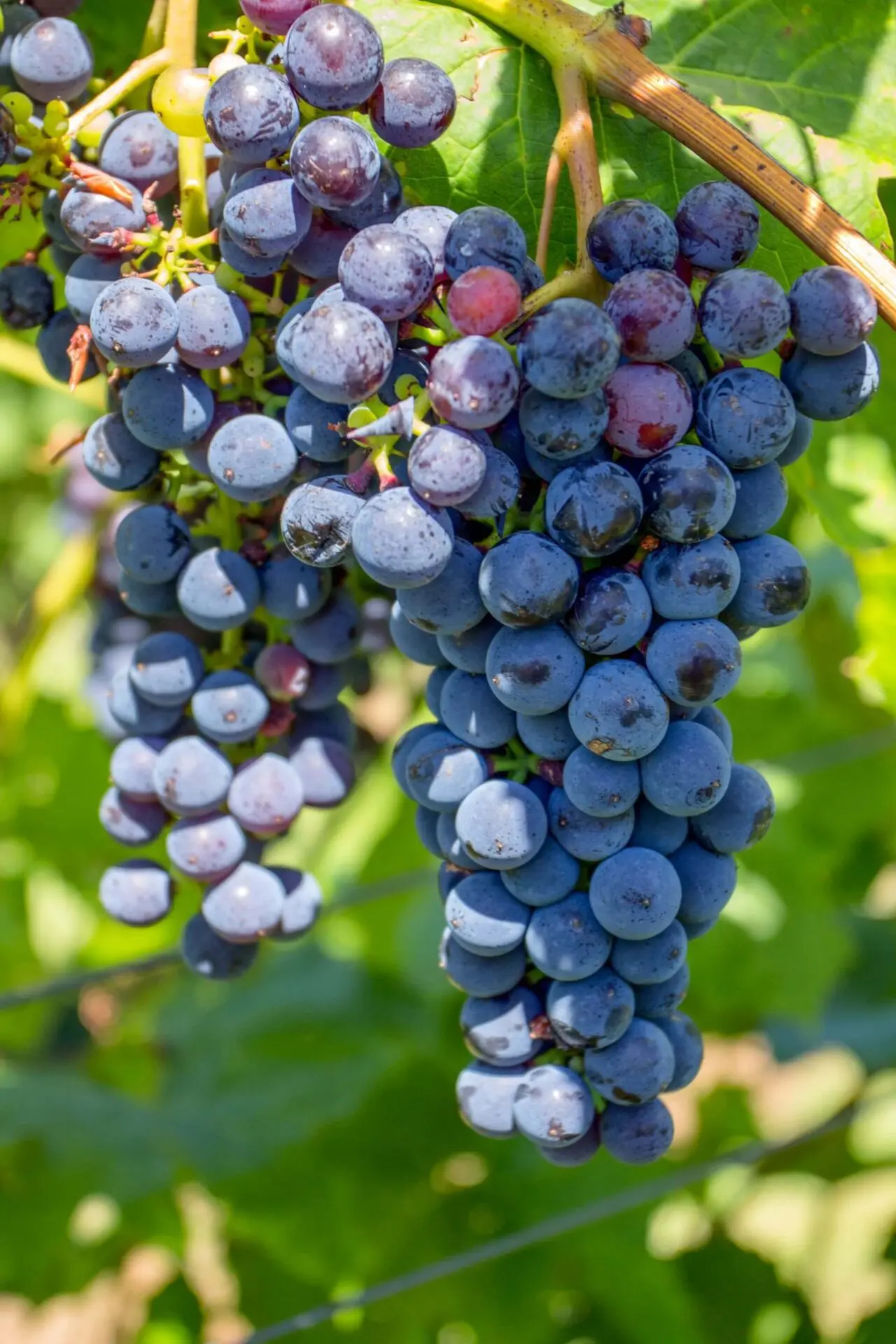 Photo of red grapes on a vine from Jason Richard from Unsplash