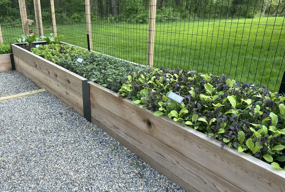 The Ultimate Guide to Picking a Location for Your Raised Bed Vegetable Garden