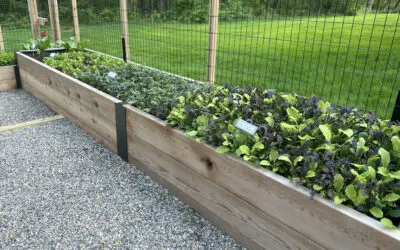 The Ultimate Guide to Picking a Location for Your Raised Bed Vegetable Garden