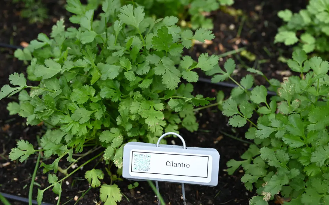 Cilantro