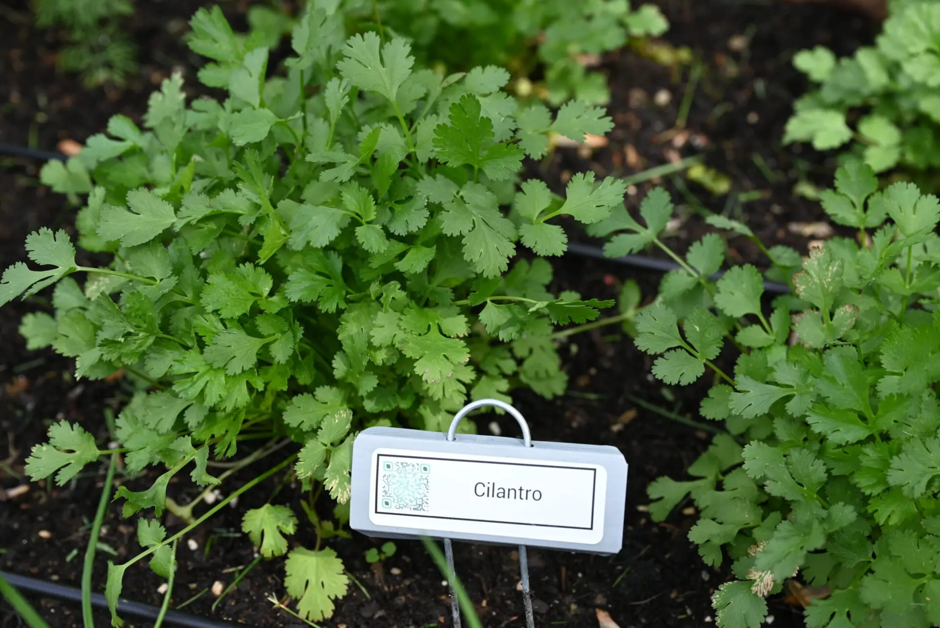 Cilantro and a metal plant label