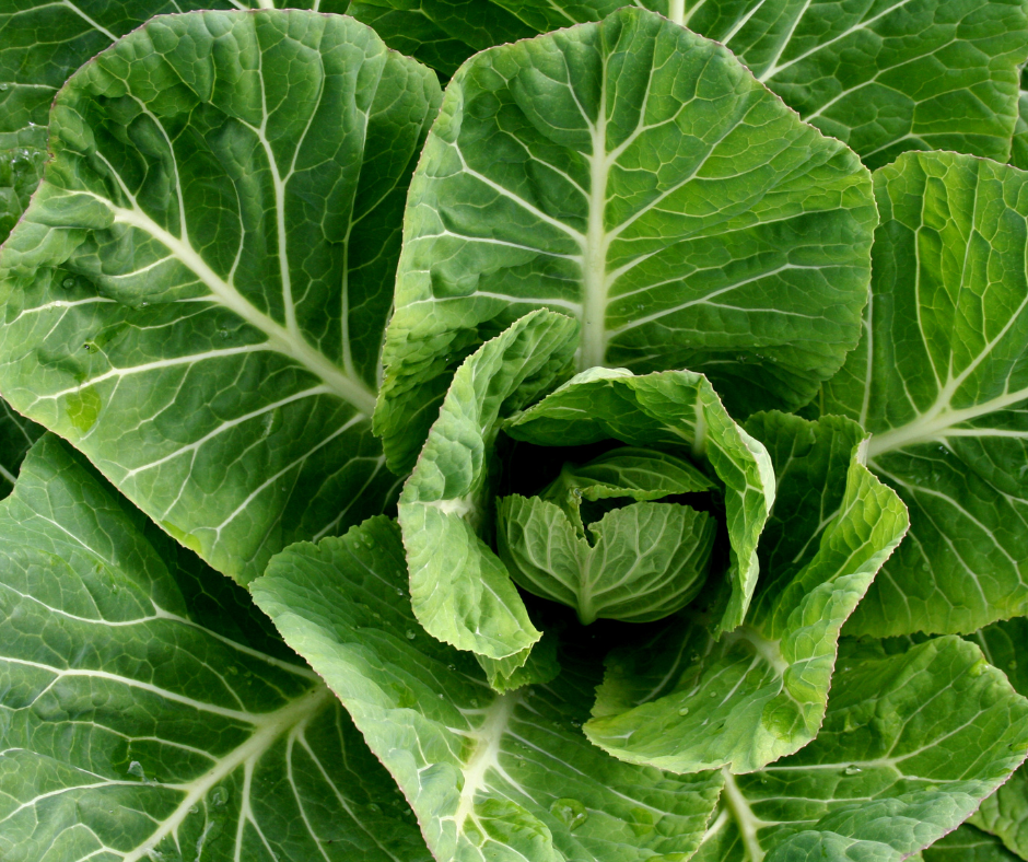 Photo of collard green leaves from MedicalNewsToday