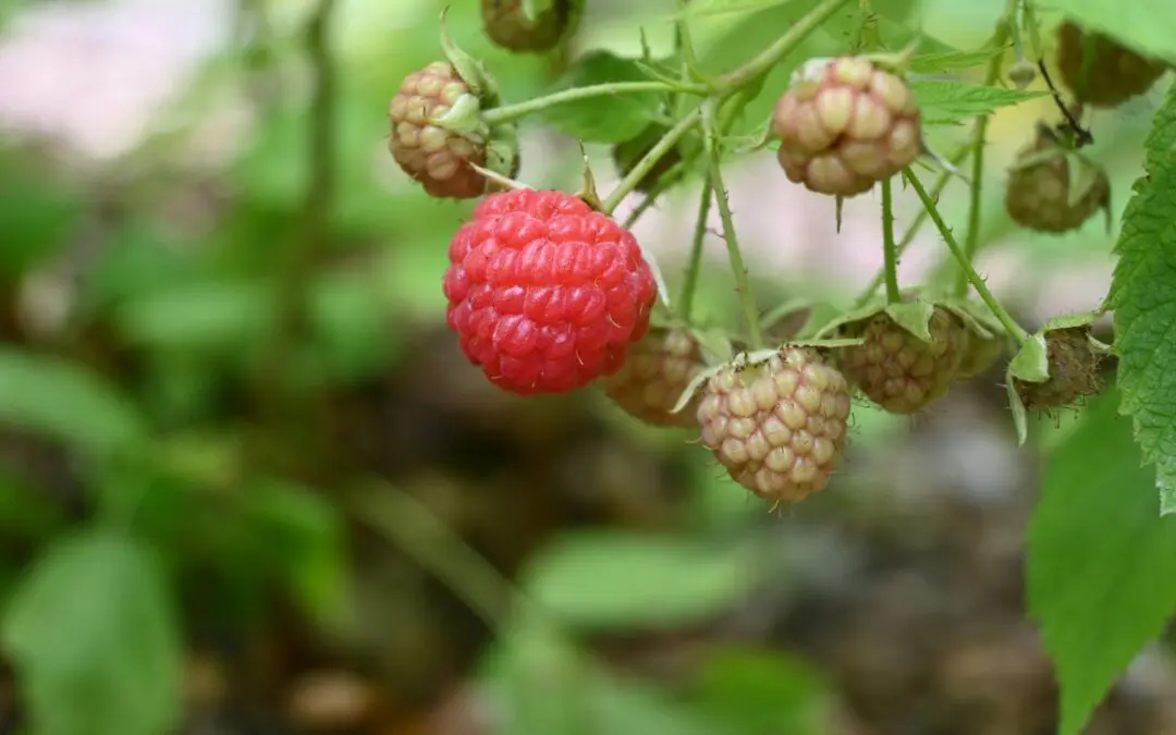 Raspberries