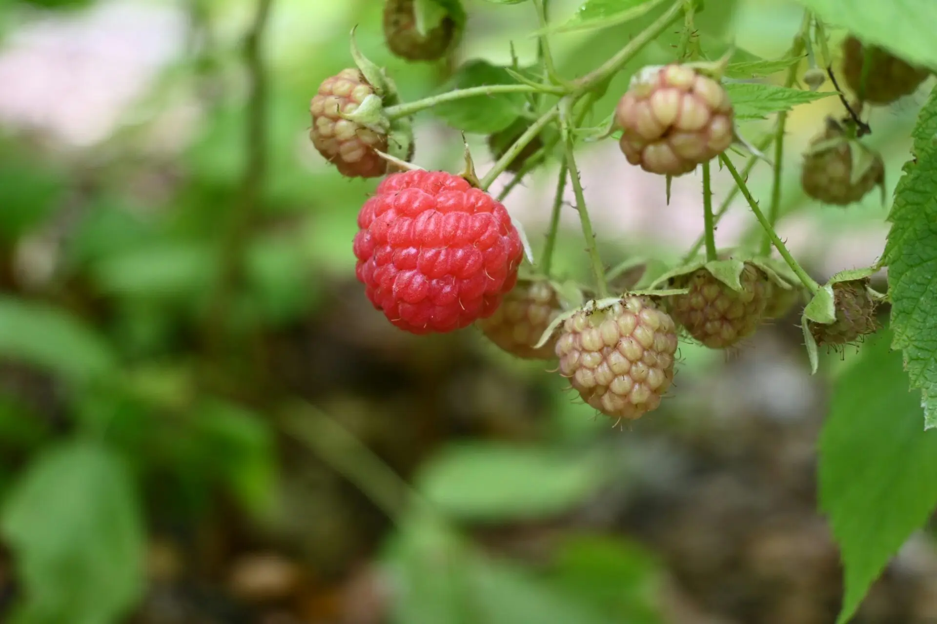 Ripe raspberry on the vine from Jo Anaya from Unsplash