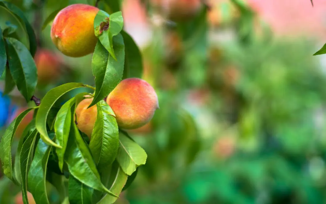 Stone Fruit