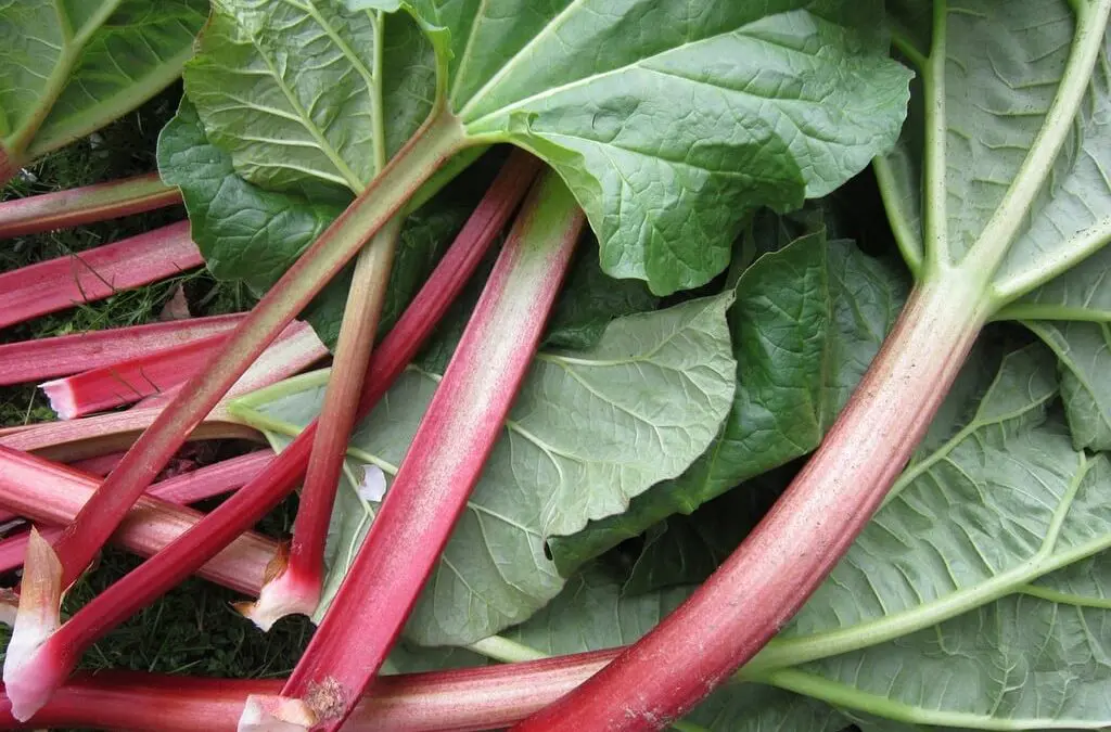 Rhubarb