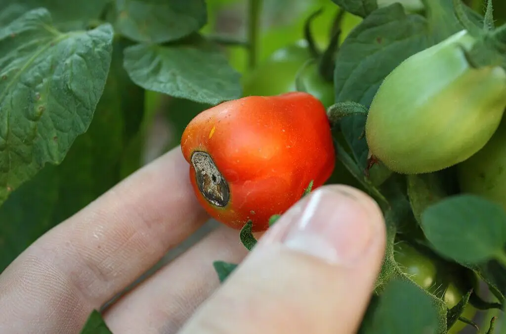 Master Tomato Gardening: Preventing Blossom End Rot