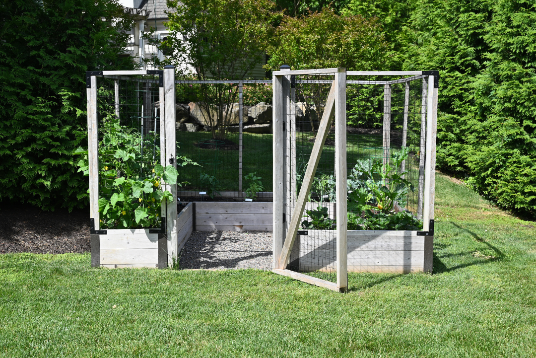 A compact raised bed garden with deer-resistant fencing