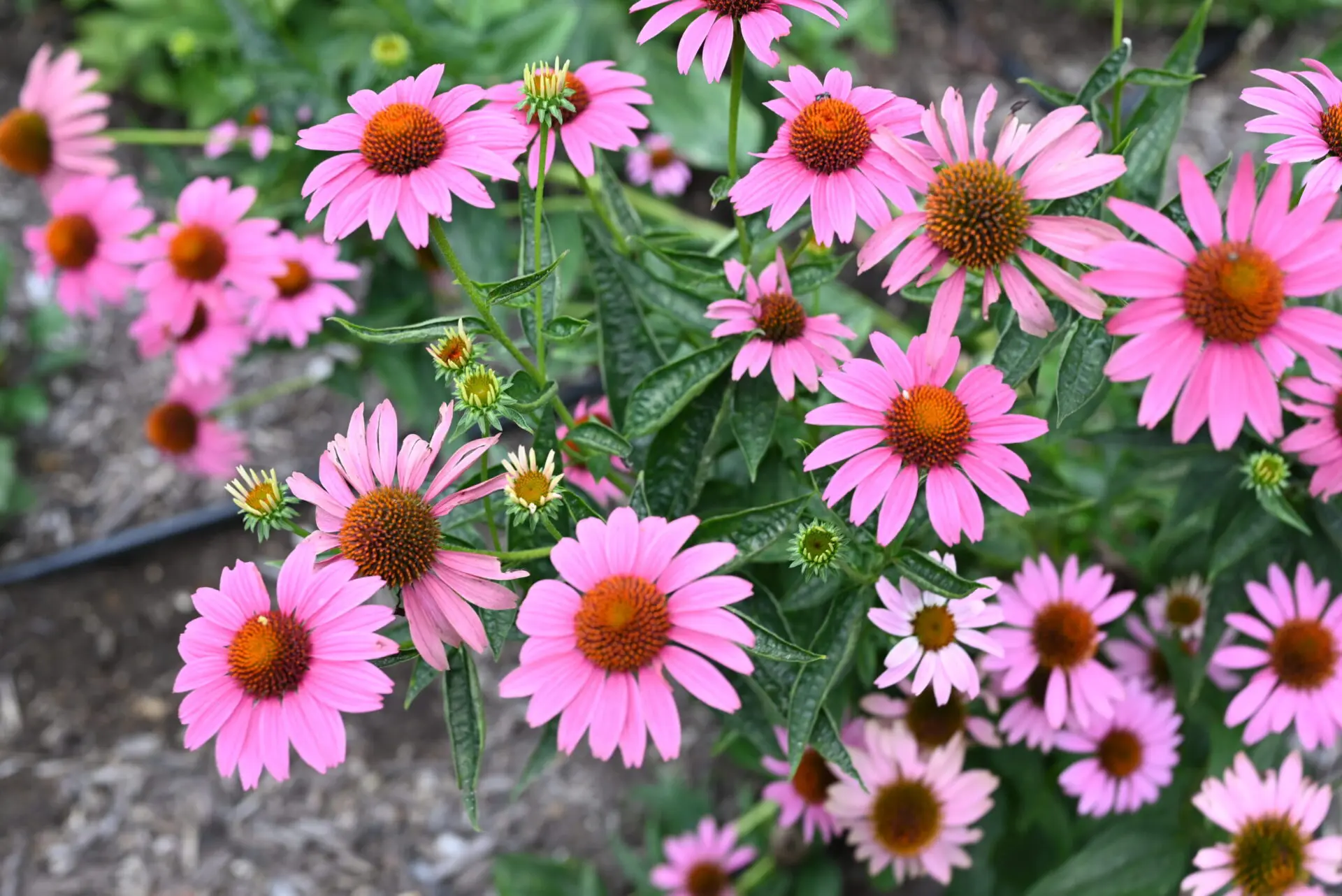 Why You Should Plant Perennials in Fall