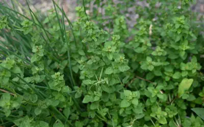 How to Dry Woody Perennial Herbs at Home