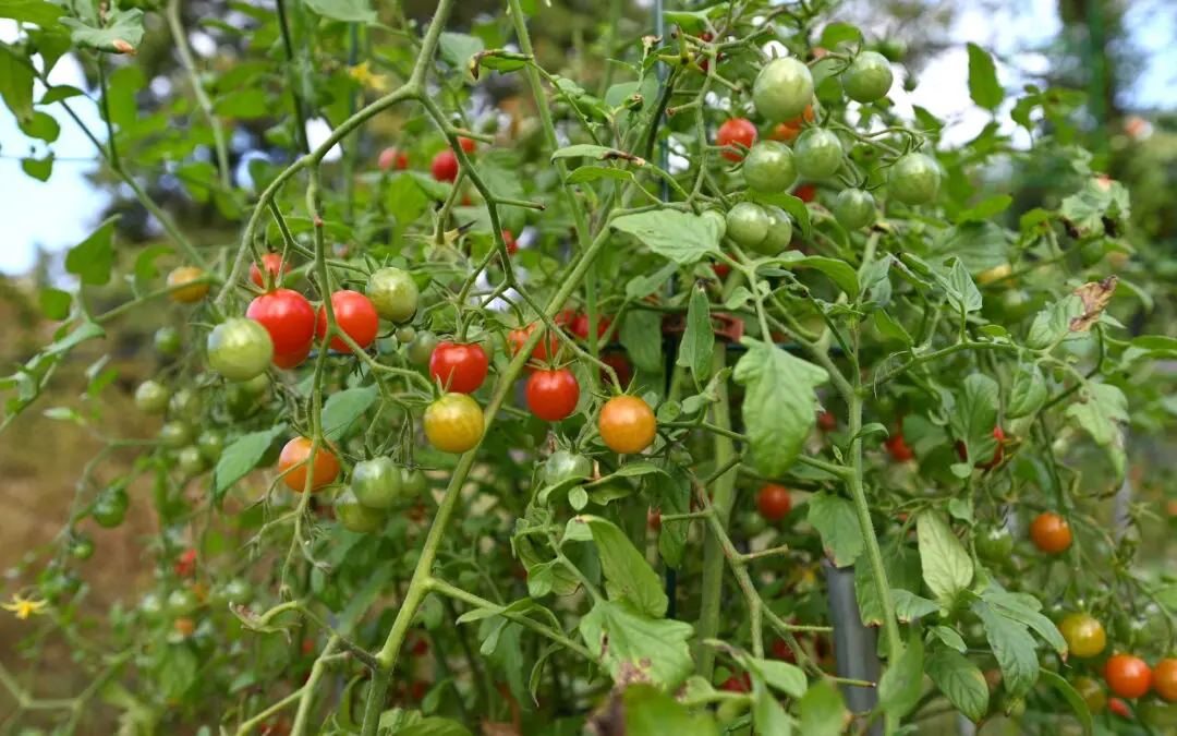 Harvesting Tomatoes Early and Ripening Them Indoors