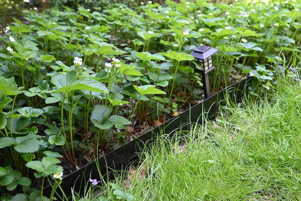 A line of raised beds full of colorful baby greens like kale