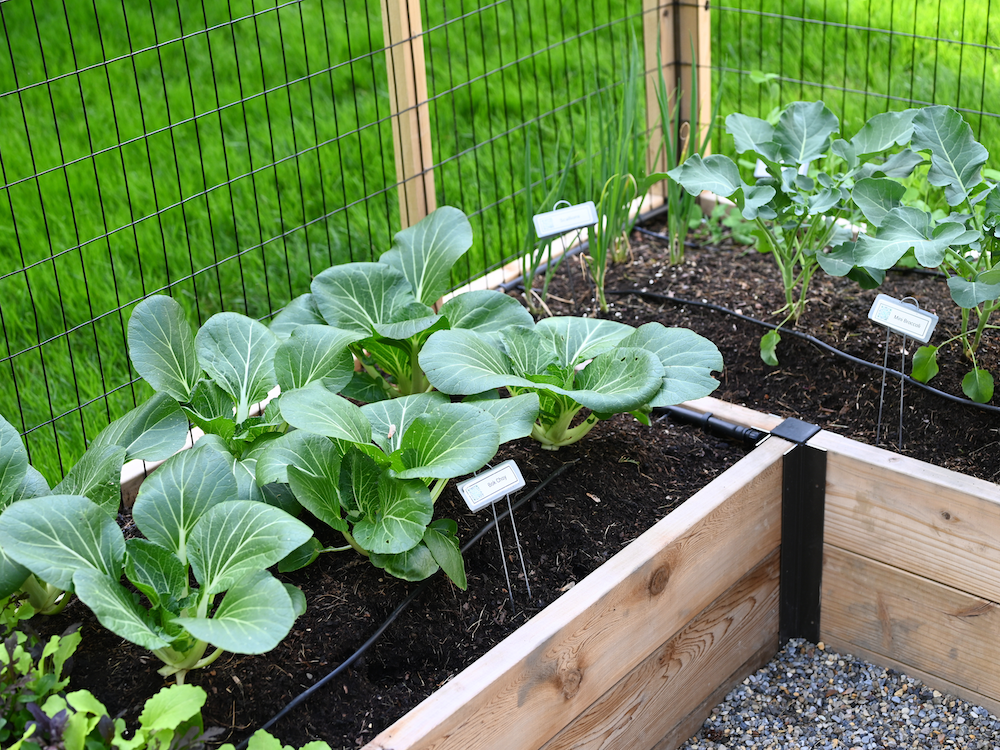 Bok choy in a raised bed