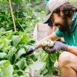 gardener harvesting turnips