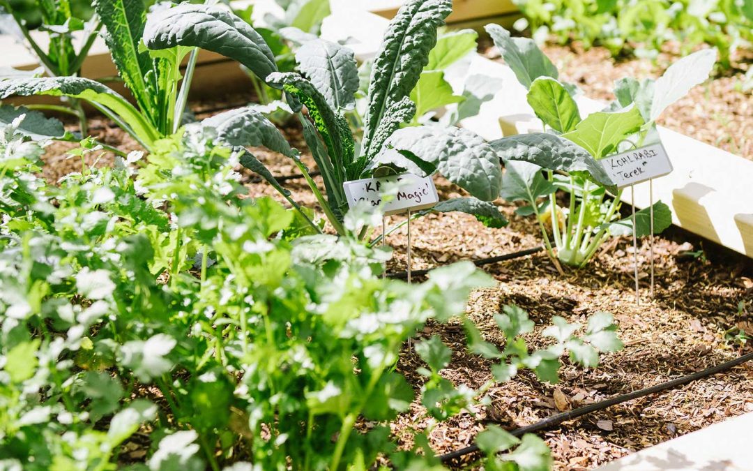 Benefits of Having an Organic Garden At Home 