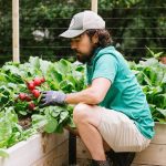 gardener harvesting radishes