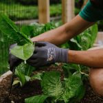 gardener harvesting lettuce