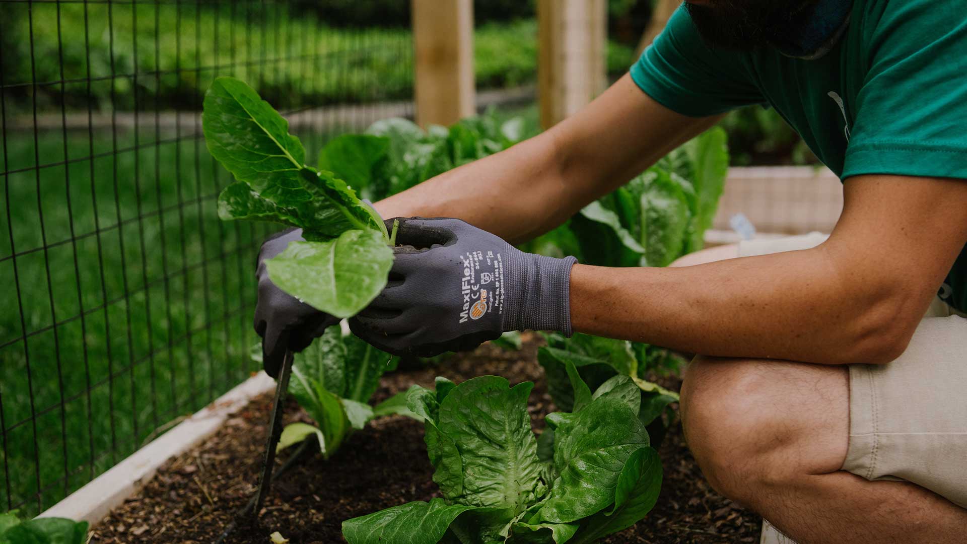 gardener harvesting lettuce