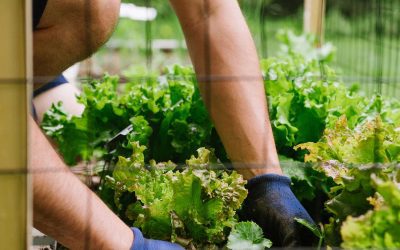 7 Reasons Why You Need To Grow Your Own Salad Greens