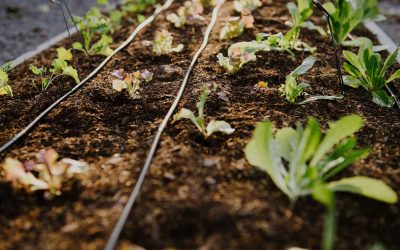Importance of Soil For Your Raised Beds 