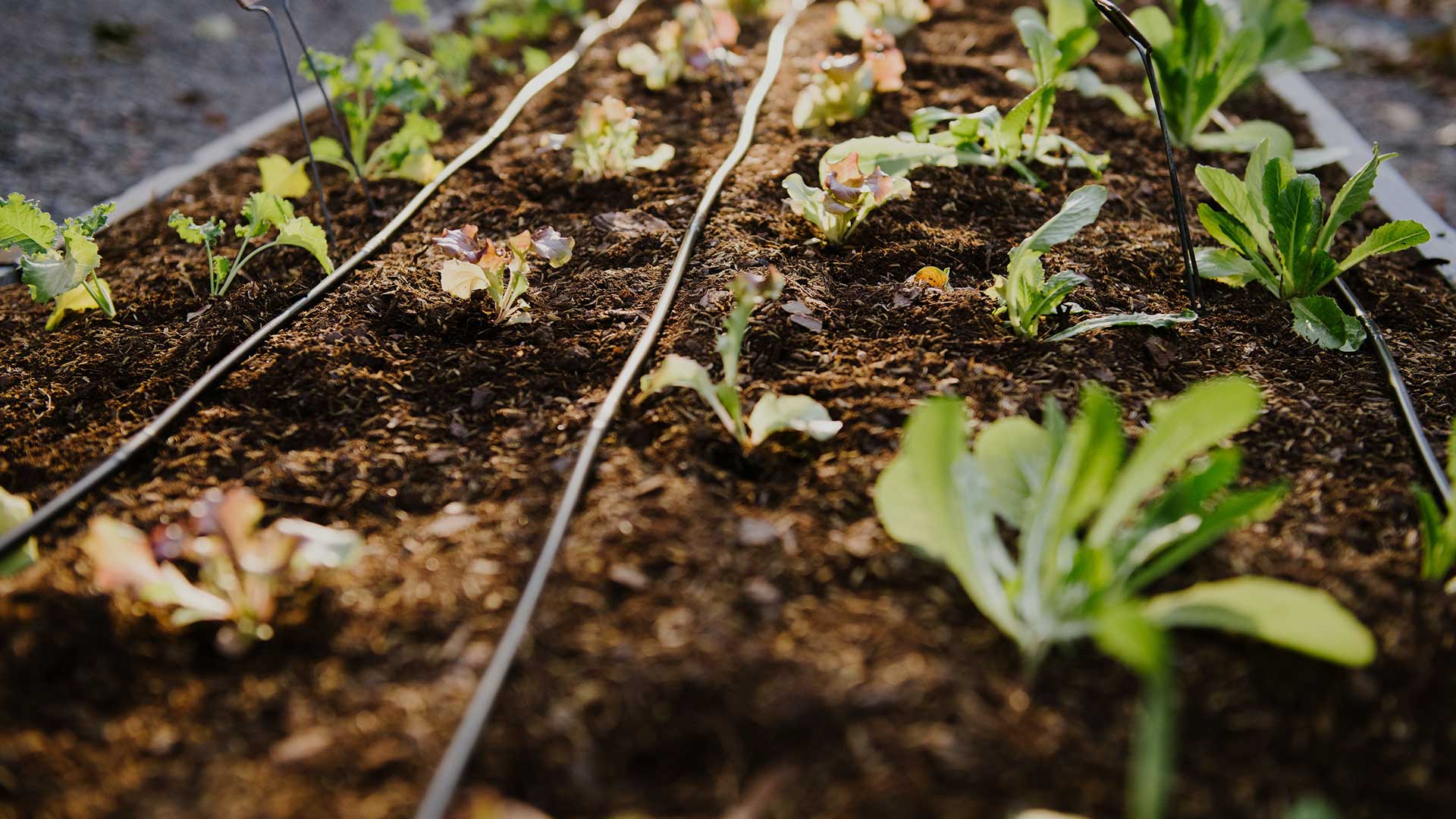 drip irrigation lines