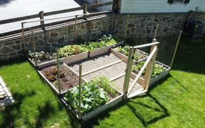 Growing An Edible Garden 101