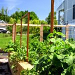 raised garden beds with trellises