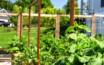 Creating An Edible Garden In Your Property
