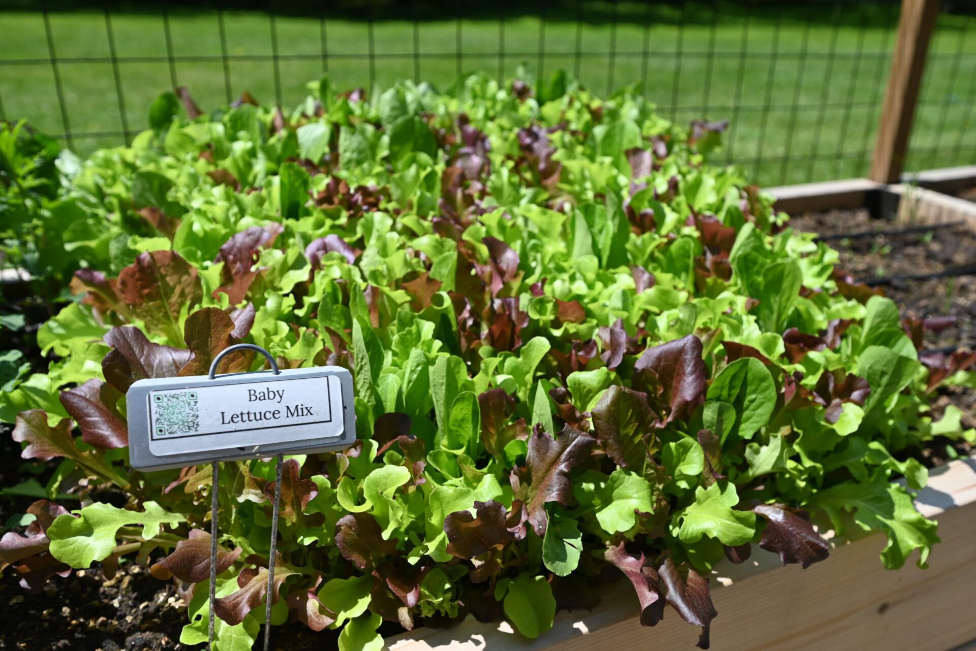 baby lettuce mix with metal plant label