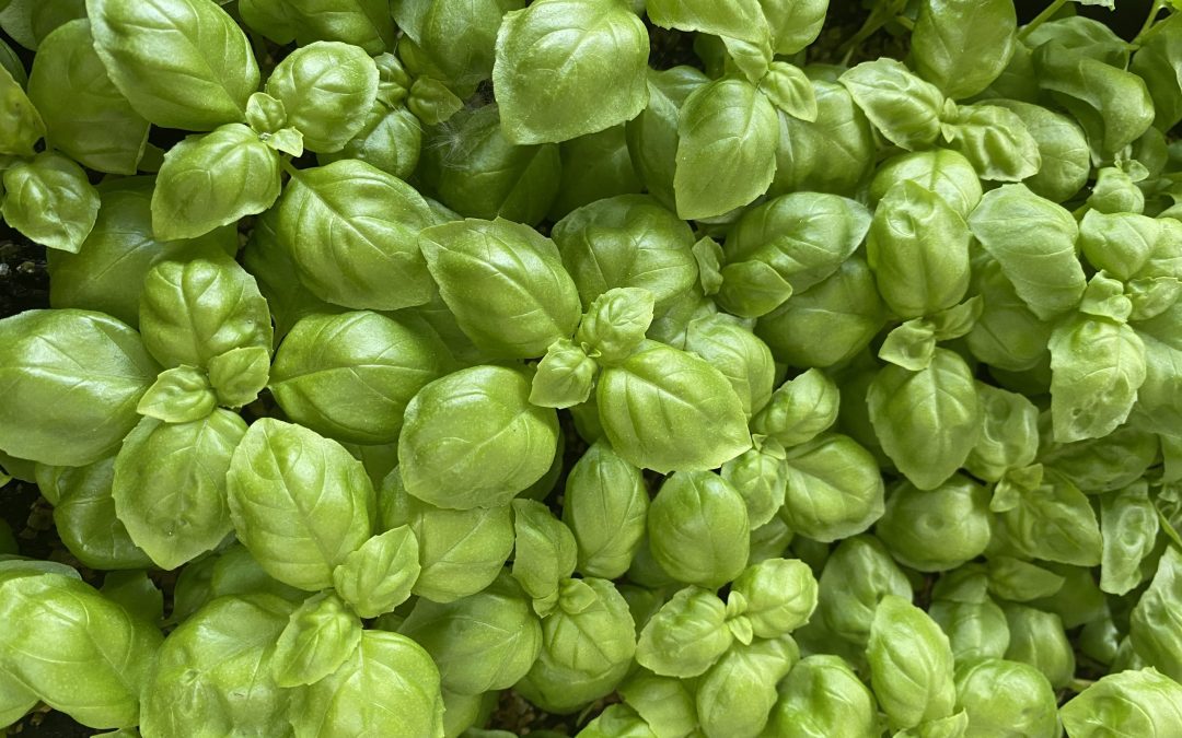 Basil