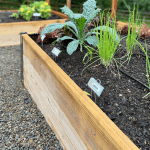 raised garden bed