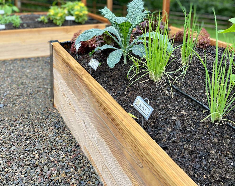 raised garden bed