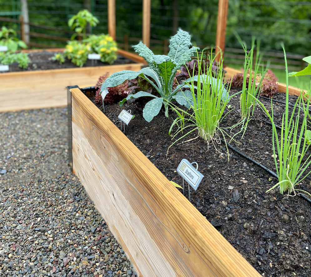 raised bed edit with clear labels - bright | raised garden beds | scallions | edible lanscaping