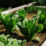 Lettuce in a raised bed