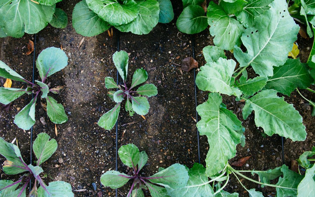 Planning Your Organic Garden 101